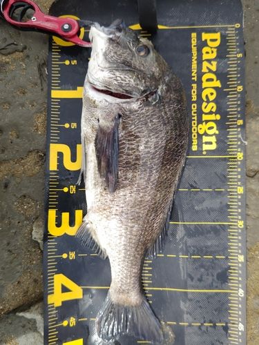 クロダイの釣果