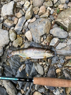アマゴの釣果