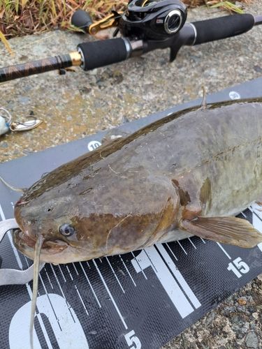 ナマズの釣果