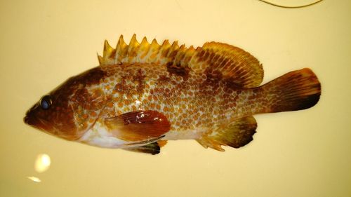 キジハタの釣果