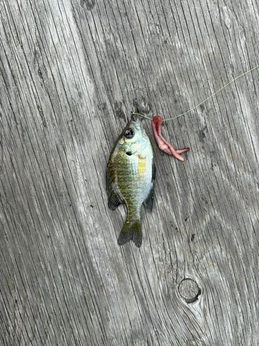 ブルーギルの釣果