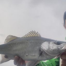 セイゴ（ヒラスズキ）