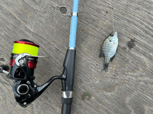 ブルーギルの釣果