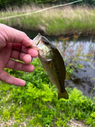 ラージマウスバスの釣果
