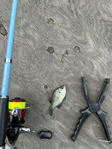ブルーギルの釣果