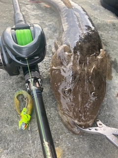 マゴチの釣果