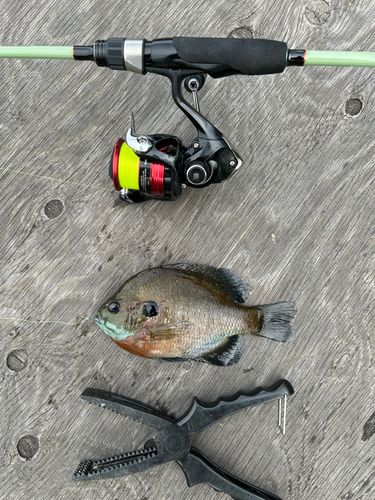 ブルーギルの釣果