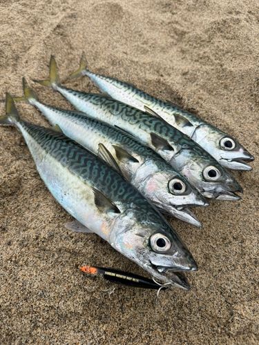 ゴマサバの釣果