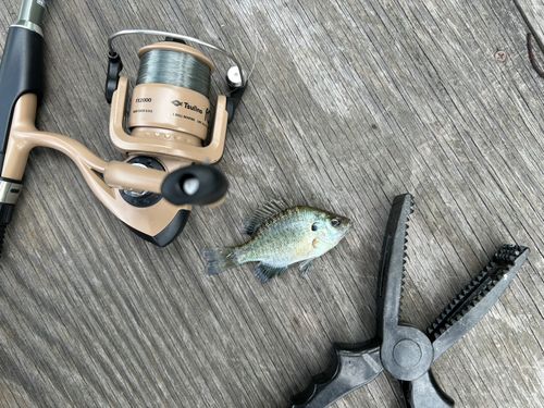 ブルーギルの釣果