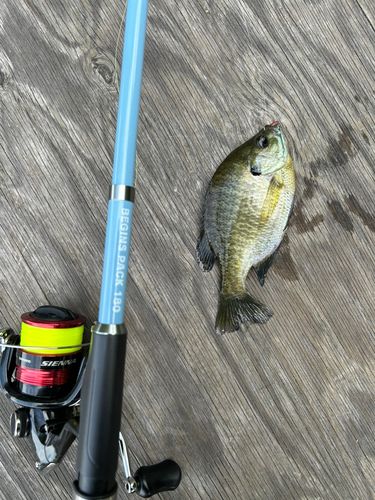 ブルーギルの釣果