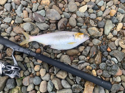 サッパの釣果