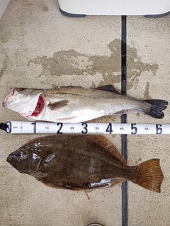 ヒラメの釣果