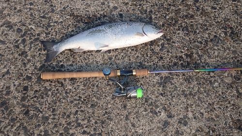 サクラマスの釣果