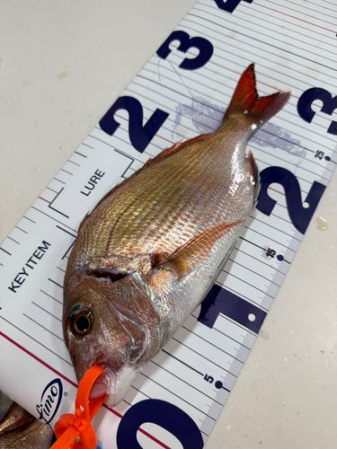 マダイの釣果