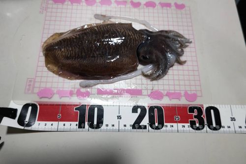 コウイカの釣果