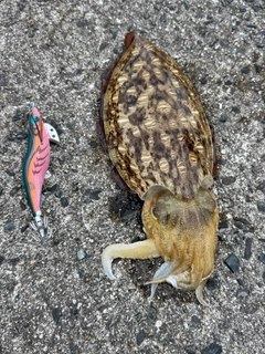コウイカの釣果