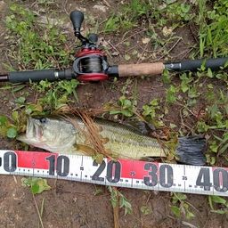 ラージマウスバス