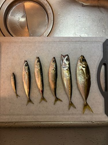 アジの釣果