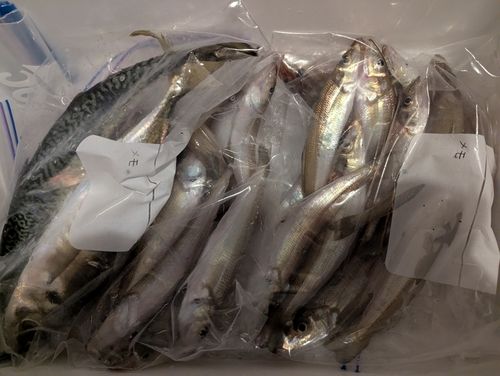 キスの釣果