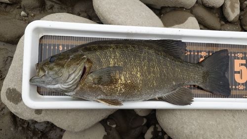 スモールマウスバスの釣果