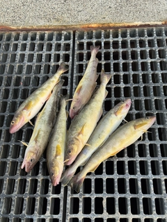 コマイの釣果