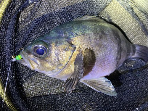 クロメバルの釣果