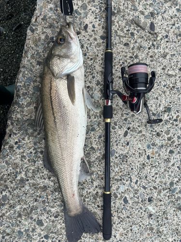 マルスズキの釣果