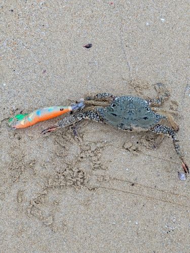 カニの釣果