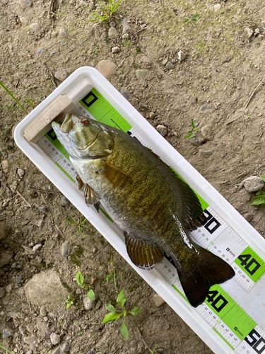 スモールマウスバスの釣果