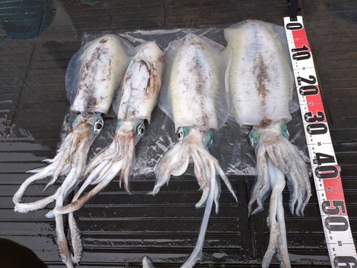 アオリイカの釣果