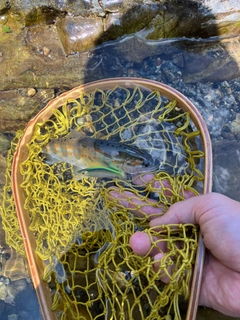 アマゴの釣果