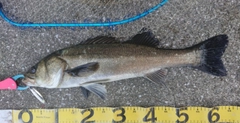 シーバスの釣果