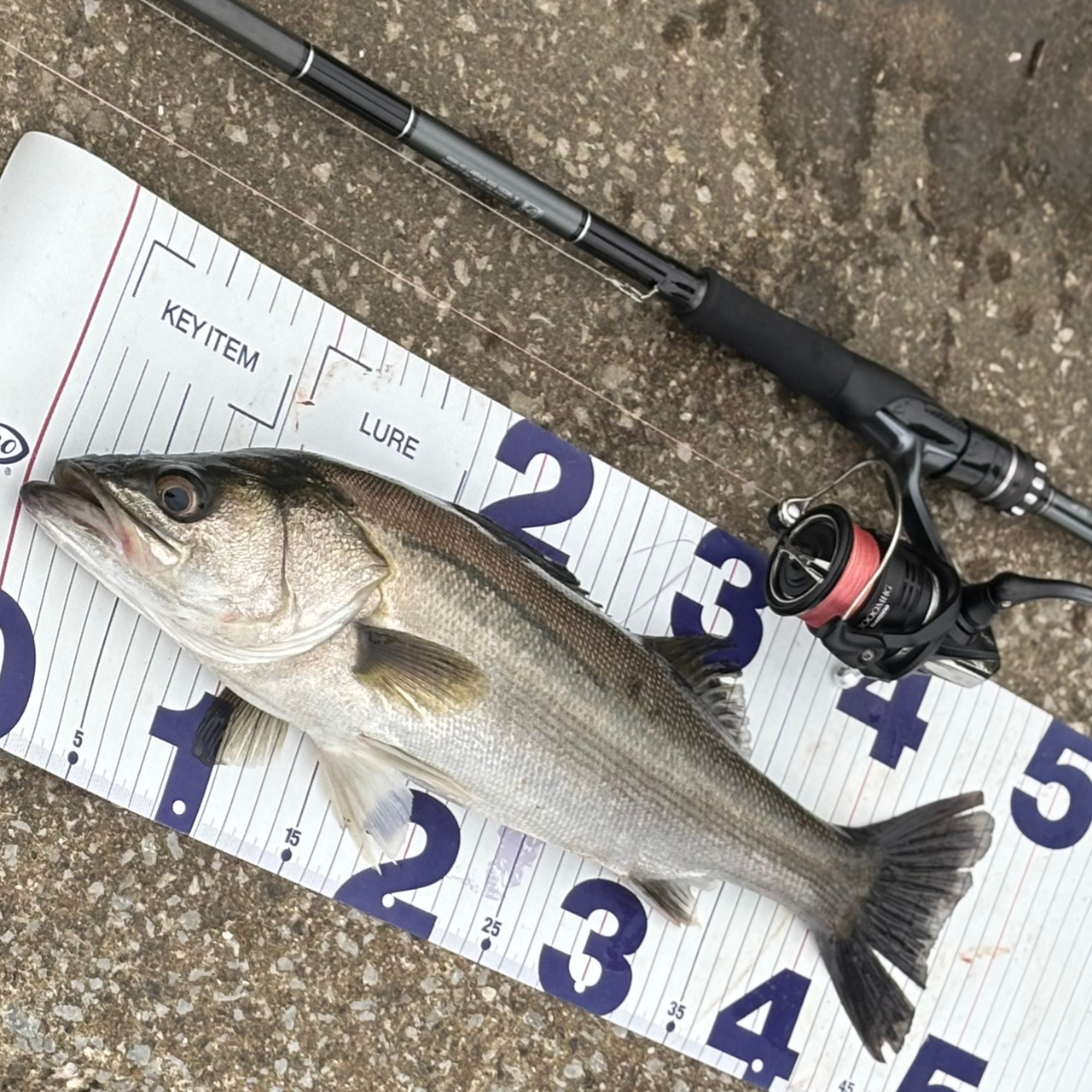 DAIWA 21ラブラックス AGS 100MLの最安値・インプレ・釣果
