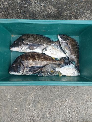 チヌの釣果