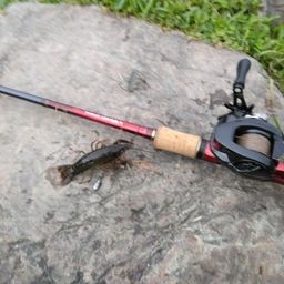 アメリカザリガニ