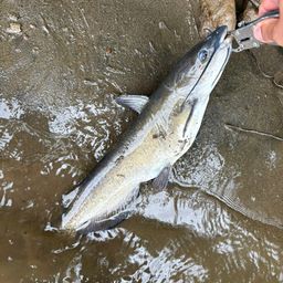 アメリカンキャットフィッシュ