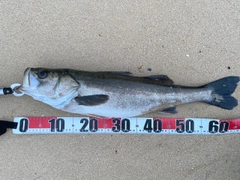 スズキの釣果