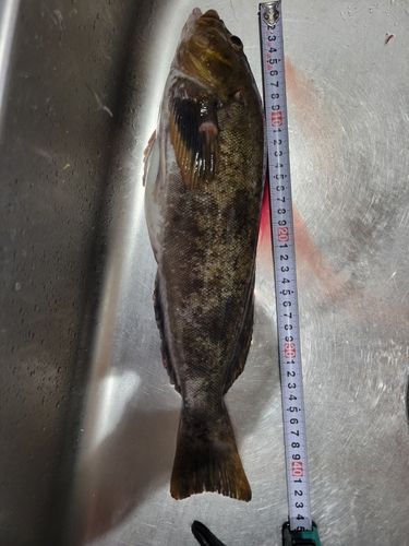 アイナメの釣果