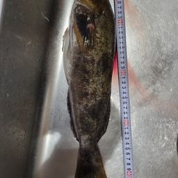 アイナメ