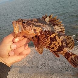 タケノコメバル