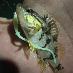 メバル