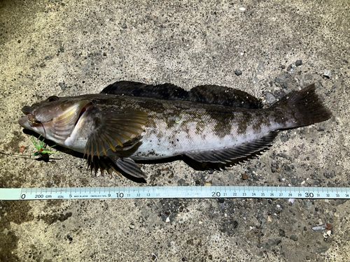 アイナメの釣果