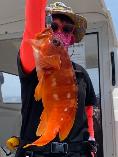 アカハタの釣果