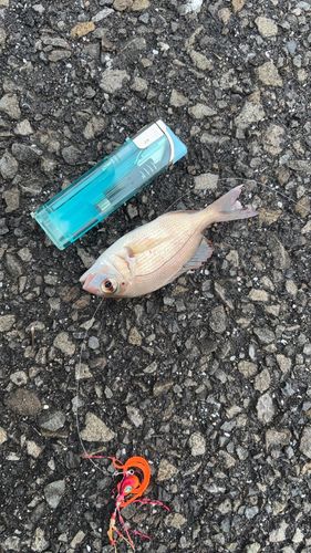 タイの釣果