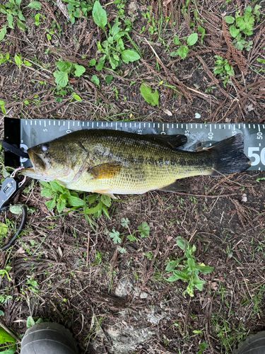 ブラックバスの釣果