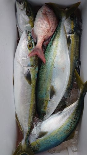 ハマチの釣果