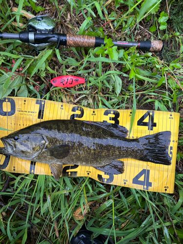 スモールマウスバスの釣果