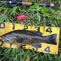 スモールマウスバス