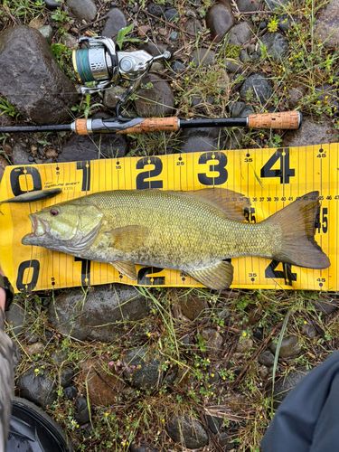 スモールマウスバスの釣果
