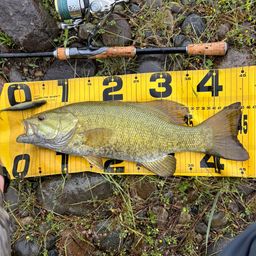 スモールマウスバス